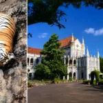 Kanha में बाघों की मौत पर हाईकोर्ट सख्त, CDV संक्रमण पर मांगा जवाब