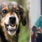 Stray Dog Attack में बुजुर्ग घायल, 15 मिनट तक नोचता रहा