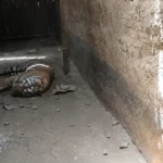 Bandhavgarh बाघ मौत मामला गहराया, Jabalpur में दोबारा पोस्टमार्टम