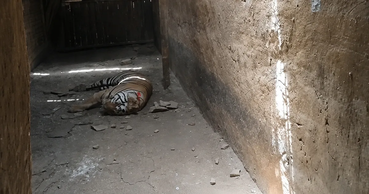 Bandhavgarh बाघ मौत मामला गहराया, Jabalpur में दोबारा पोस्टमार्टम
