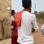 Jabalpur गेहूं खरीदी घोटाला, 5 हजार क्विंटल स्टॉक गायब