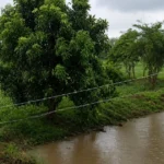 Katangi में तूफान और ओलावृष्टि से फसलें बर्बाद, किसानों की बढ़ी चिंता