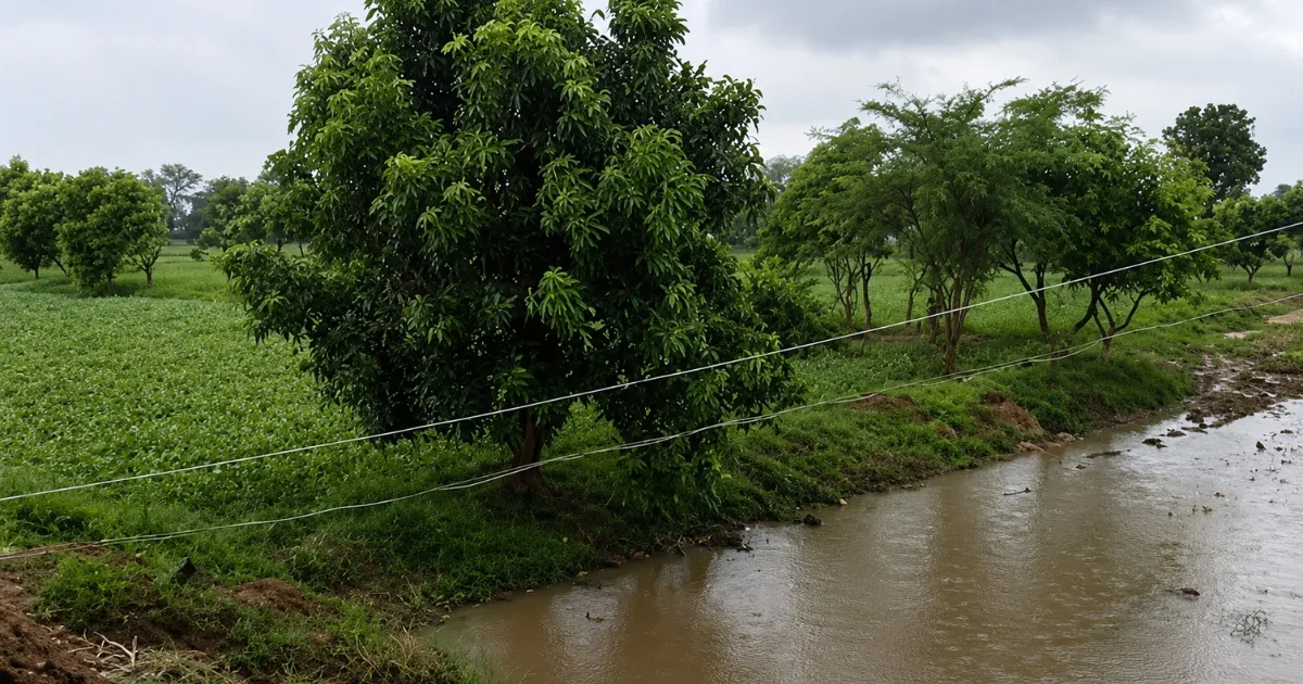 Katangi में तूफान और ओलावृष्टि से फसलें बर्बाद, किसानों की बढ़ी चिंता