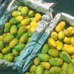 Jabalpur मंडी में आम की बंपर आवक, कीमतों में आई भारी गिरावट