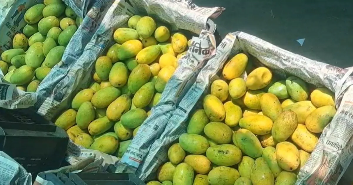 Jabalpur मंडी में आम की बंपर आवक, कीमतों में आई भारी गिरावट