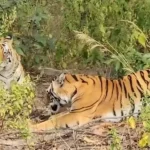 Kanha Tiger Death Case: MP High Court सख्त, सभी Tiger Reserve को निर्देश