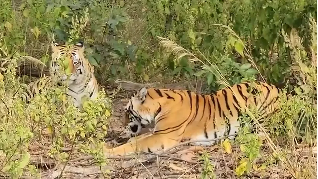 Kanha Tiger Death Case: MP High Court सख्त, सभी Tiger Reserve को निर्देश