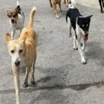 Jabalpur में बढ़े Dog Bite के मामले, जिला अस्पताल में लंबी कतारें