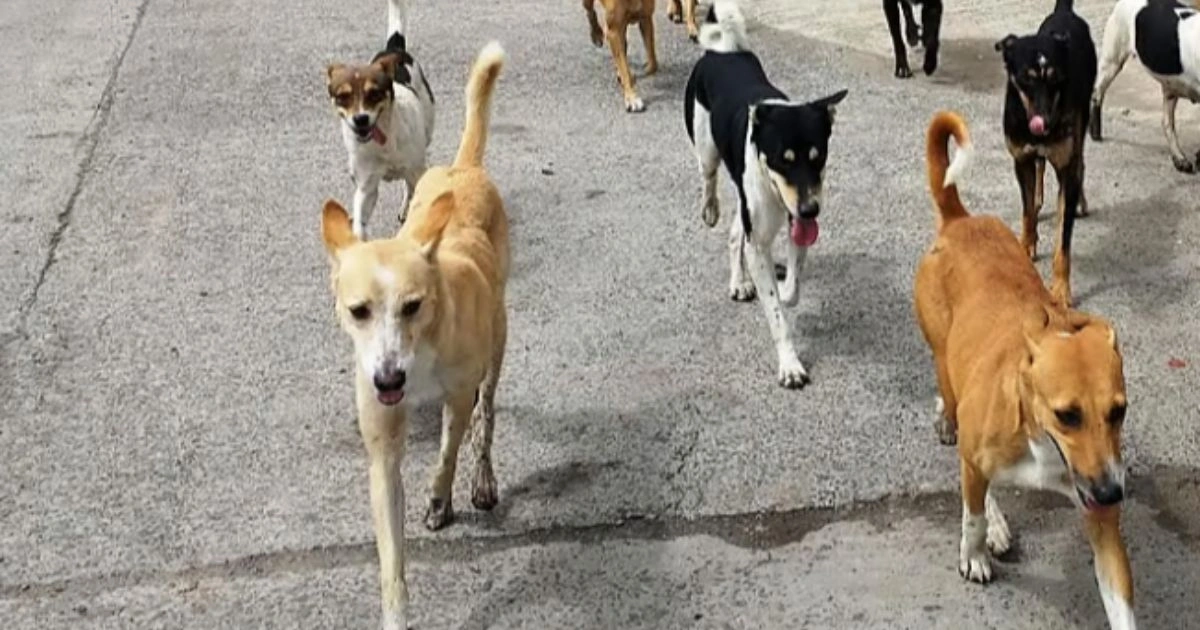 Jabalpur में बढ़े Dog Bite के मामले, जिला अस्पताल में लंबी कतारें