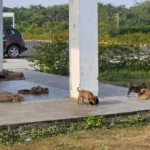 Stray Dog Attacks पर MP High Court सख्त, Suo Motu PIL दर्ज