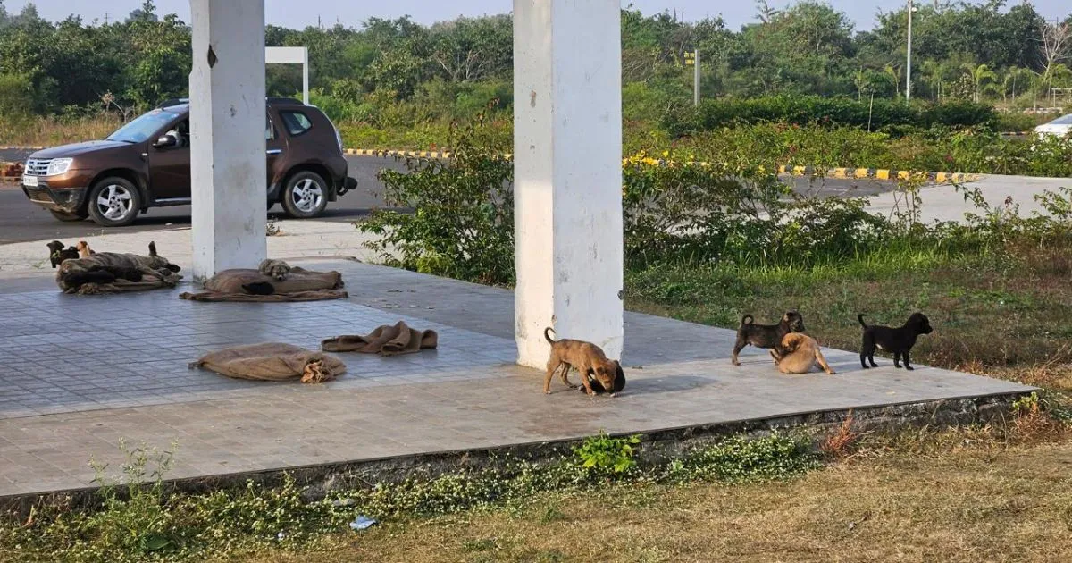 Stray Dog Attacks पर MP High Court सख्त, Suo Motu PIL दर्ज