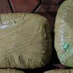 Jabalpur में Ganja Smuggling का खुलासा, 2 महिलाओं समेत 3 गिरफ्तार