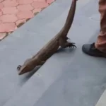 Rampur Chhapar के Girls Hostel में घुसा Wild Monitor Lizard, हड़कंप