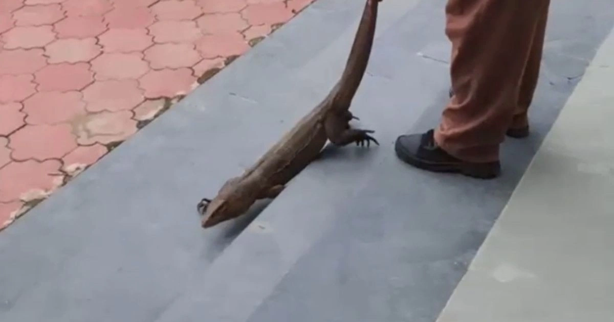 Rampur Chhapar के Girls Hostel में घुसा Wild Monitor Lizard, हड़कंप