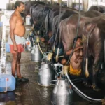 डेयरी व्यवसायी से 24 लाख की ठगी, 47 लाख का बैंक लोन लेकर आरोपियों ने किया गबन