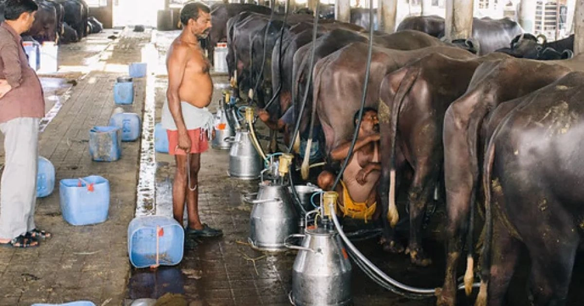 डेयरी व्यवसायी से 24 लाख की ठगी, 47 लाख का बैंक लोन लेकर आरोपियों ने किया गबन