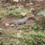 जबलपुर गौरीघाट के रहवासी इलाके में पहुंचा मगरमच्छ, दहशत