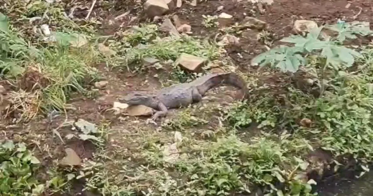 जबलपुर गौरीघाट के रहवासी इलाके में पहुंचा मगरमच्छ, दहशत