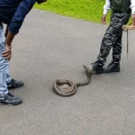 नाग पंचमी पर जबलपुर वन विभाग की कार्रवाई, 14 सांप रेस्क्यू