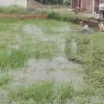 7 दिन बाद रहवासी इलाके से मगरमच्छ का रेस्क्यू