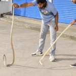 ग्वारीघाट के कारखाने में मिला कोबरा, सर्प विशेषज्ञ ने किया रेस्क्यू
